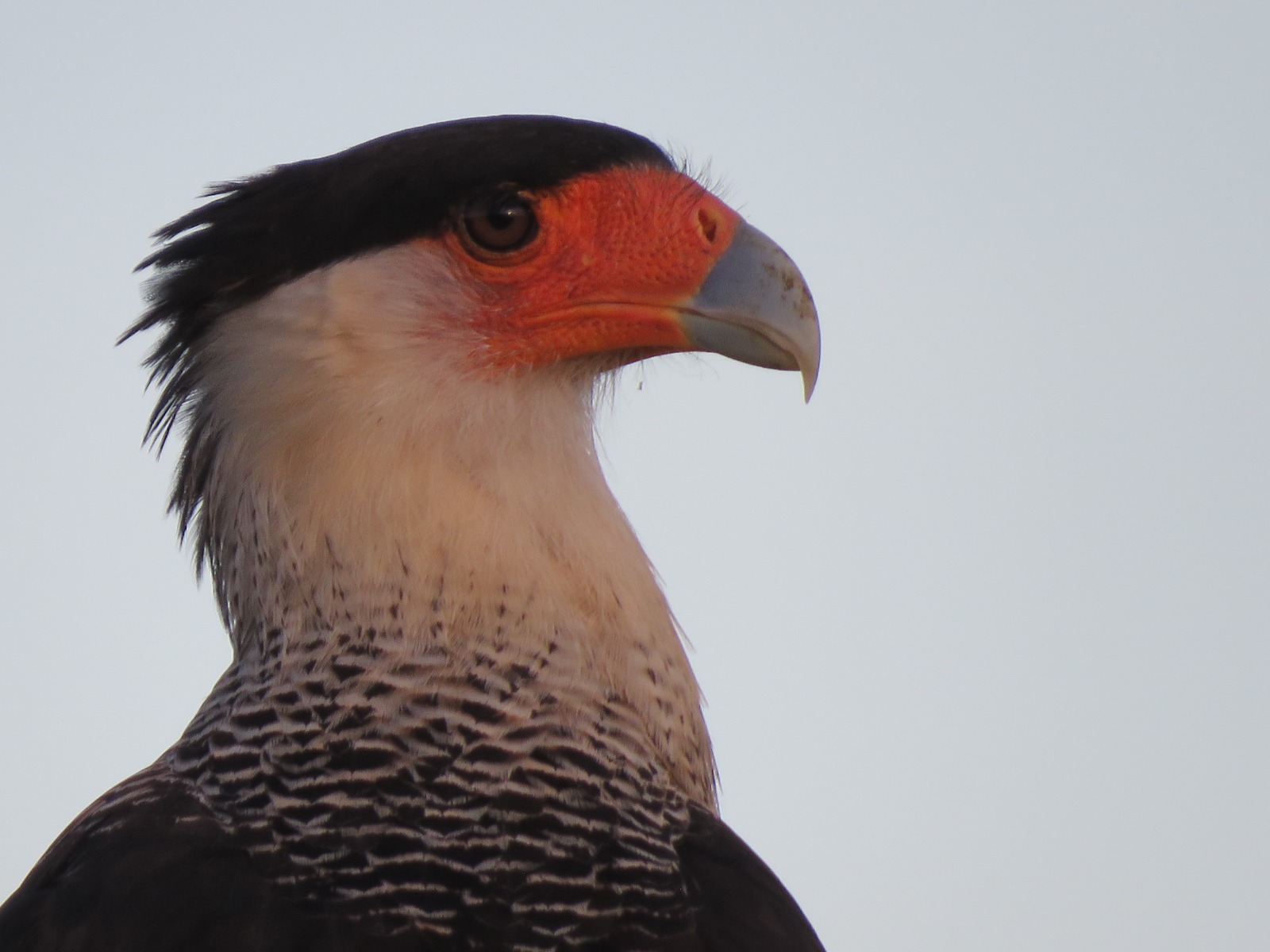 Avistamiento de aves